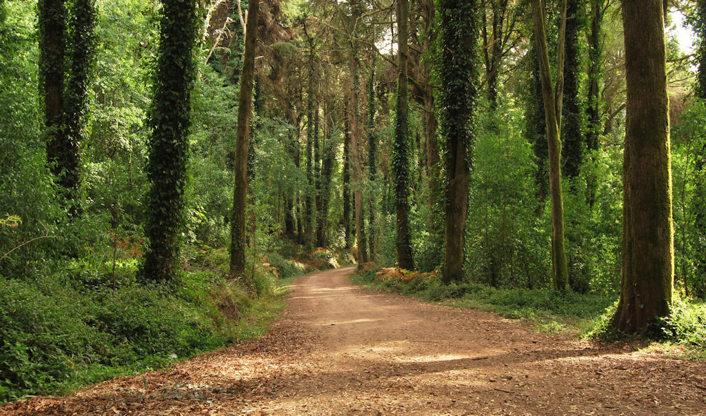 Uncover the mythical origins and natural splendor of Sintra-Cascais Natural Park, a captivating paradise of forests, cliffs, and beaches on Portugal's western coast.