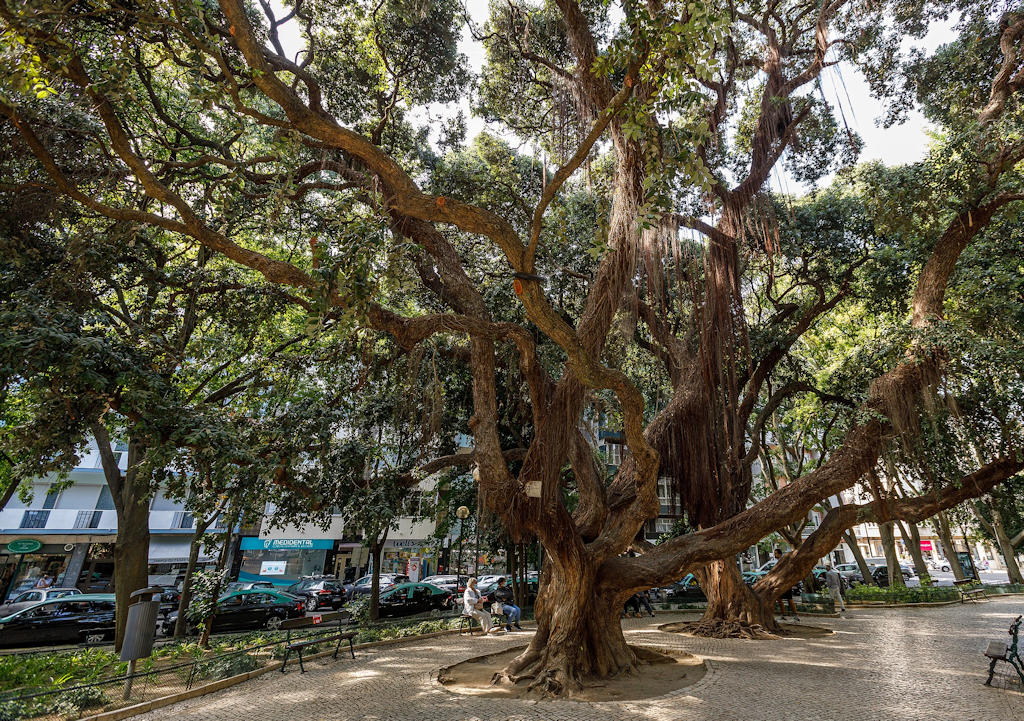 Teófilo Braga Garden in Lisbon offers a serene oasis in the heart of the city, blending vibrant flora with a tranquil atmosphere, perfect for relaxation and contemplation.