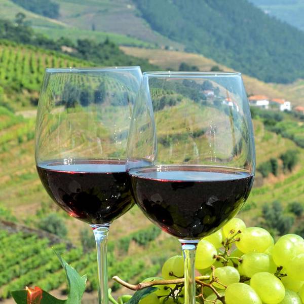 Douro Wines: Exploring Portugal's Timeless Elixir